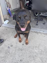Found/Stray Male Dog last seen Eureka Gardens, Jacksonville, FL 32255