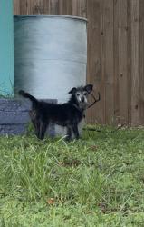 Found/Stray Unknown Dog last seen Lake St x Collier Ave, Fort Myers, FL 33901