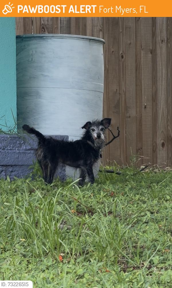 Found/Stray Unknown Dog last seen Lake St x Collier Ave, Fort Myers, FL 33901