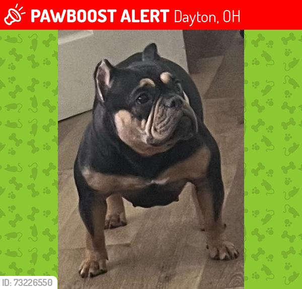 Lost Female Dog last seen Near palisades, Dayton, OH 45414