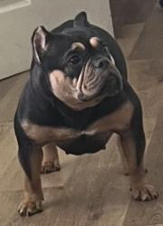Lost Female Dog last seen Near palisades, Dayton, OH 45414