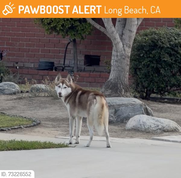 Found/Stray Unknown Dog last seen Next to golf course, Long Beach, CA 90808