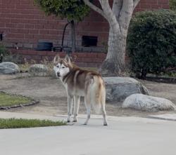 Found/Stray Unknown Dog last seen Next to golf course, Long Beach, CA 90808