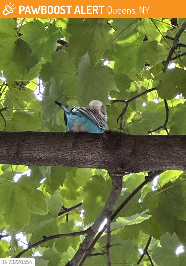 Found/Stray Unknown Bird last seen the tree exactly across the building, Queens, NY 11385