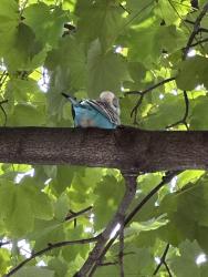 Found/Stray Unknown Bird last seen the tree exactly across the building, Queens, NY 11385