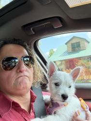 Lost Female Dog last seen River forest dr. Manassas Va, Manassas, VA 20112