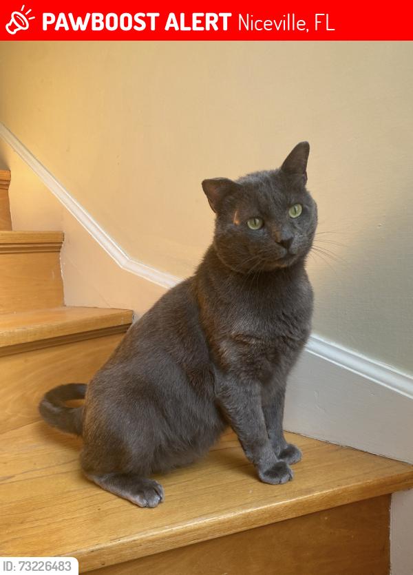 Lost Male Cat last seen The Oaks apmts, Niceville, FL 32578
