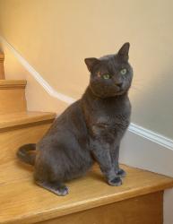 Lost Male Cat last seen The Oaks apmts, Niceville, FL 32578