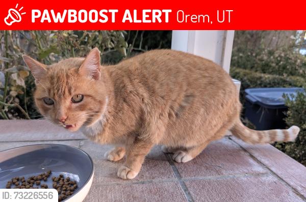 Lost Unknown Cat last seen Near W 100 S, Orem, Orem, UT 84058