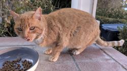 Lost Unknown Cat last seen Near W 100 S, Orem, Orem, UT 84058