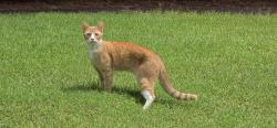 Found/Stray Male Cat last seen Suitt Store Rd & Mongomery Place, Franklinton, NC 27525