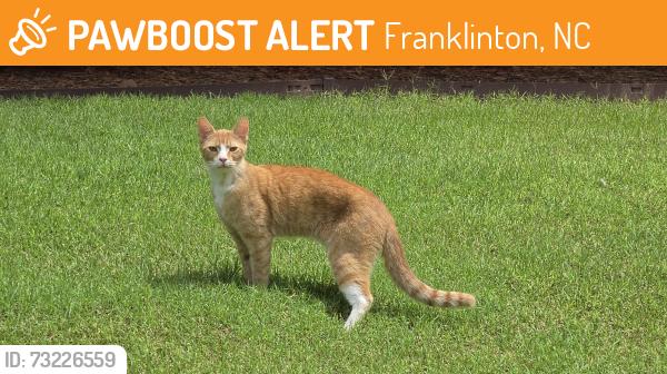 Found/Stray Male Cat last seen Suitt Store Rd & Mongomery Place, Franklinton, NC 27525