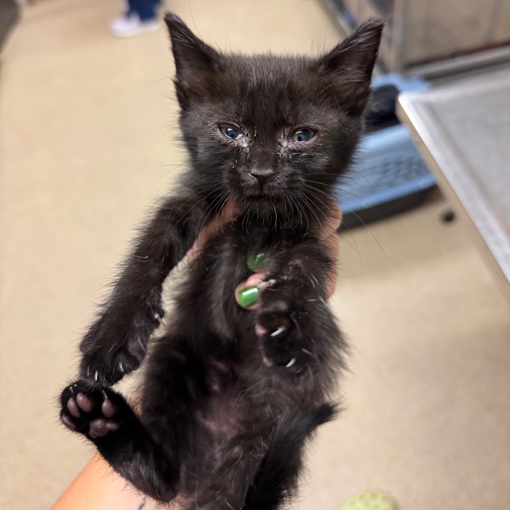 Shelter Stray Male Cat last seen , 54687 Co Rd 19, Bristol, IN 46507, USA