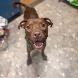 Shelter Stray Male Dog last seen , Animal Care & Control Team of Philly, 111 W Hunting Park Ave, Philadelphia, PA 19140, USA