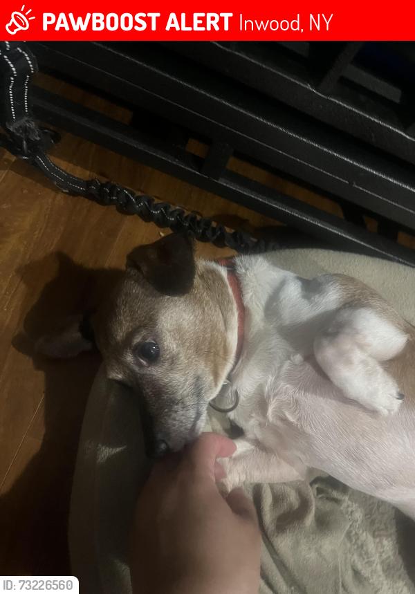 Lost Male Dog last seen Bayswater/Elm, Inwood, NY 11096