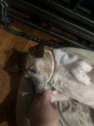 Lost Male Dog last seen Bayswater/Elm, Inwood, NY 11096