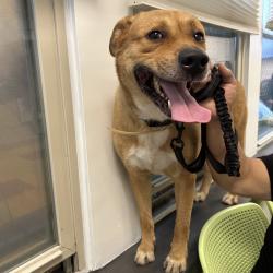Shelter Stray Male Dog last seen , Animal Care & Control Team of Philly, 111 W Hunting Park Ave, Philadelphia, PA 19140, USA