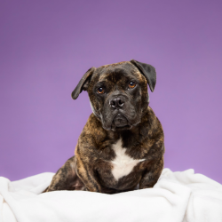 Shelter Stray Male Dog last seen , 3612 11th Ave, Los Angeles, CA 90018, USA