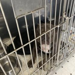 Shelter Stray Male Dog last seen , 12910 Yukon Ave, Hawthorne, CA 90250, USA