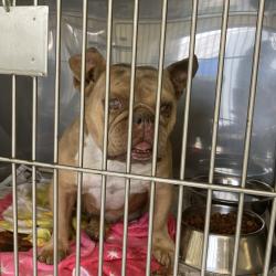Shelter Stray Female Dog last seen , 12910 Yukon Ave, Hawthorne, CA 90250, USA
