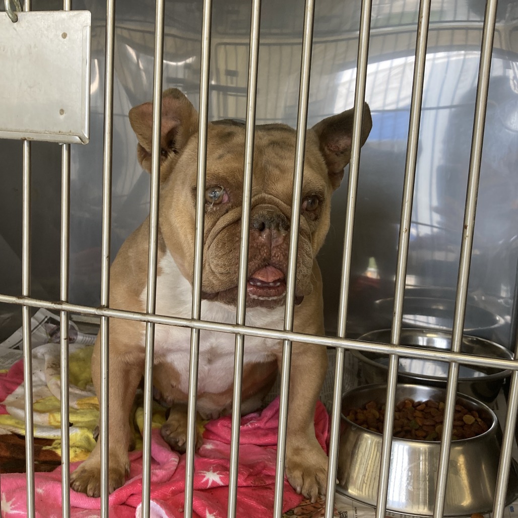 Shelter Stray Female Dog last seen , 12910 Yukon Ave, Hawthorne, CA 90250, USA