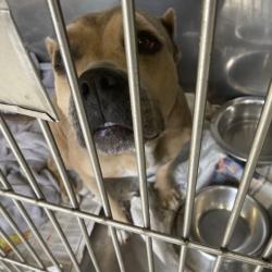 Shelter Stray Female Dog last seen , 12910 Yukon Ave, Hawthorne, CA 90250, USA