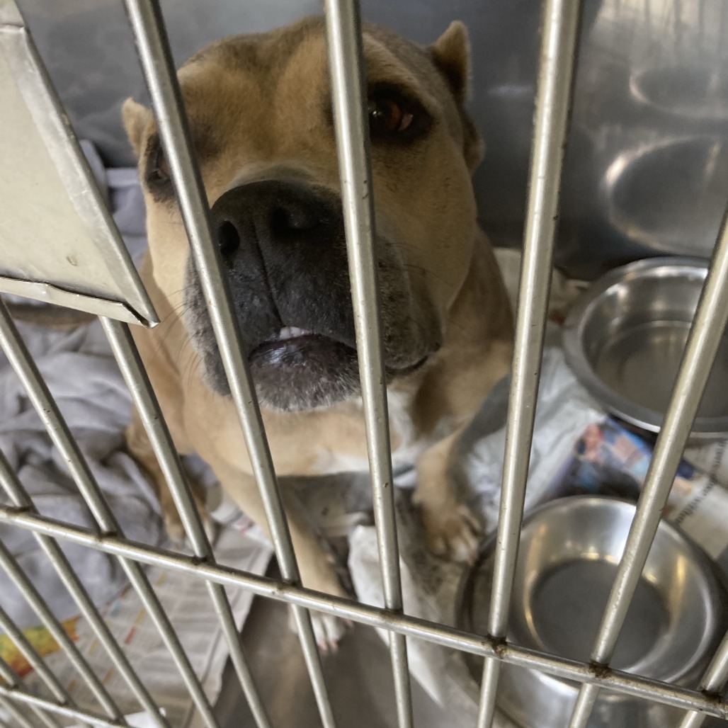 Shelter Stray Female Dog last seen , 12910 Yukon Ave, Hawthorne, CA 90250, USA