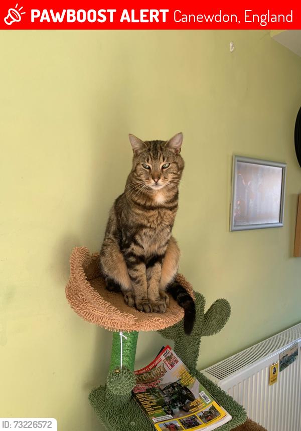 Lost Male Cat last seen Canewdon, Canewdon, England 