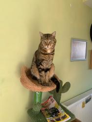 Lost Male Cat last seen Canewdon, Canewdon, England 