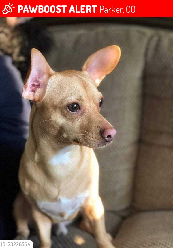 Lost Male Dog last seen Stone canyon apmts, Parker, CO 80138
