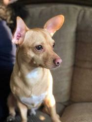 Lost Male Dog last seen Stone canyon apmts, Parker, CO 80138