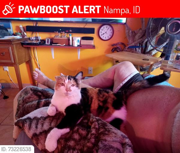 Lost Female Cat last seen South Junior high, corner of 12th and Greenhurst, Nampa, ID 83686