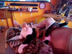 Lost Female Cat last seen South Junior high, corner of 12th and Greenhurst, Nampa, ID 83686