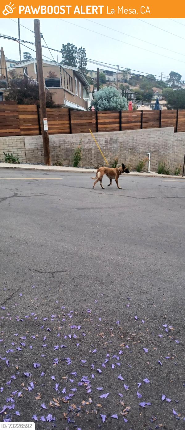 Found/Stray Unknown Dog last seen Pasadena, La Mesa, CA 91941
