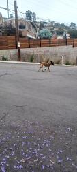 Found/Stray Unknown Dog last seen Pasadena, La Mesa, CA 91941