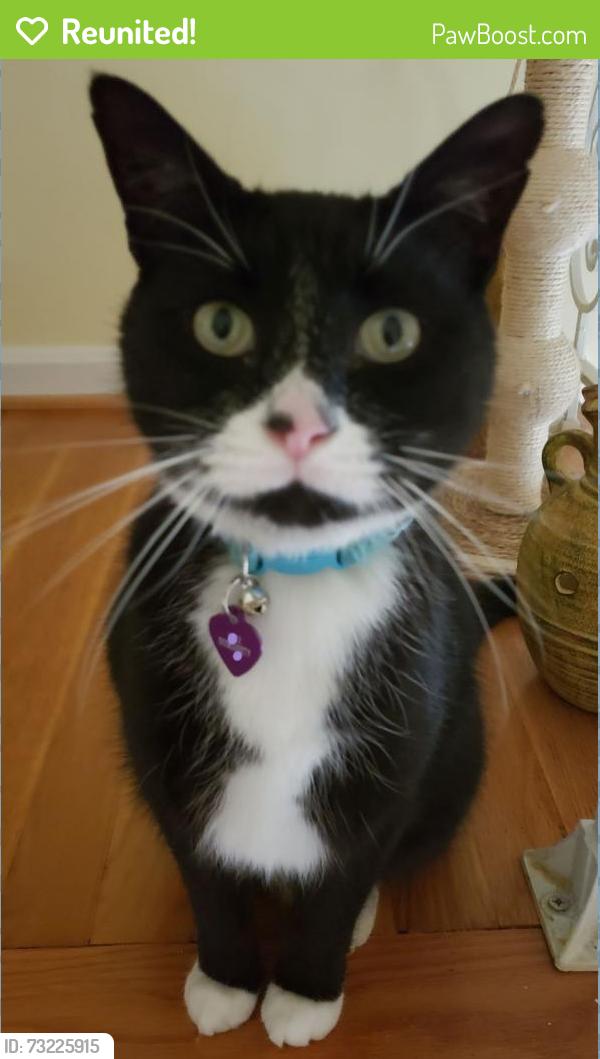 Reunited Male Cat last seen Dougherty Ave off Brooklyn Bridge Rd, Laurel, MD 20707