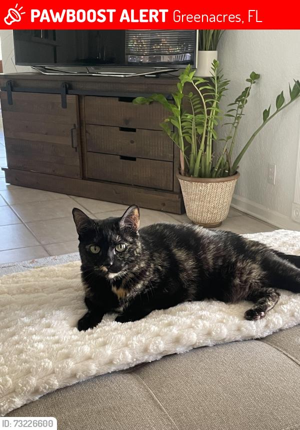Lost Female Cat last seen Winston Trails, Greenacres, FL 33463