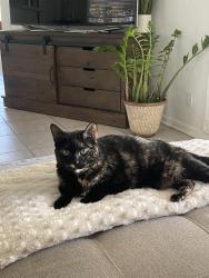 Lost Female Cat last seen Winston Trails, Greenacres, FL 33463