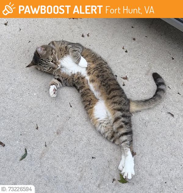 Rehomed Female Cat last seen Camden Street, Fort Hunt, VA 22308