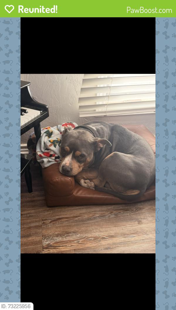 Reunited Male Dog last seen Near Godfrey and Boyd Avenue off of Andrews Hwy, Midland, TX 79707