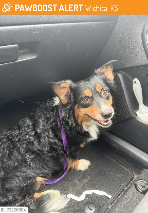 Found/Stray Male Dog last seen 21st and Webb sunflower bank, Wichita, KS 67206