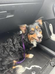 Found/Stray Male Dog last seen 21st and Webb sunflower bank, Wichita, KS 67206