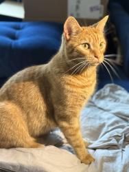 Reunited Female Cat last seen Linder Park, Carlisle, PA 17013