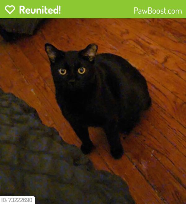 Reunited Male Cat last seen W 130th and west ave, Cleveland, OH 44111