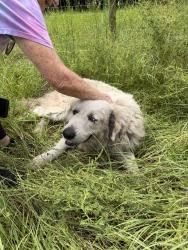 Reunited Male Dog last seen Parrish, Brevard County, FL 32754