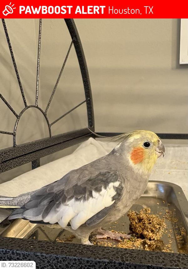 Lost Male Bird last seen Dayflower Dr & Clay Rd, Katy, TX 77449, Harris County, TX 77449