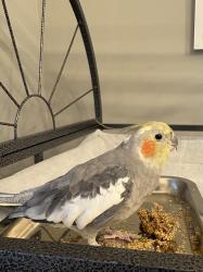 Lost Male Bird last seen Dayflower Dr & Clay Rd, Katy, TX 77449, Harris County, TX 77449