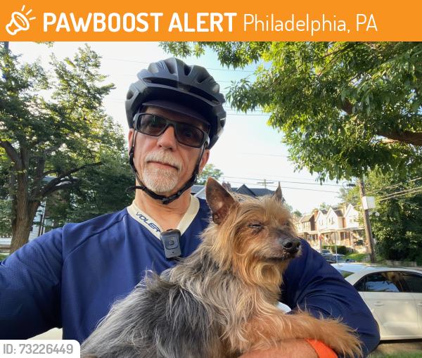 Found/Stray Unknown Dog last seen Chew, Philadelphia, PA 19144