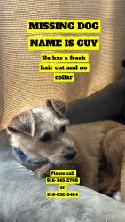 Reunited Male Dog last seen Near Federal St, North Highlands, CA 95660, USA, North Highlands, CA 95660
