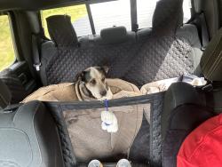 Found/Stray Female Dog last seen Semetary, Clayton, GA 30525